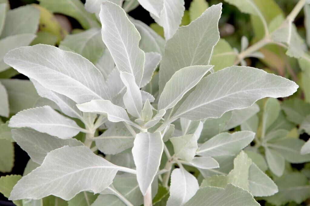 Grow your own White Sage SEEDS Plant Salvia apiana OR Loose White Sage Smudge