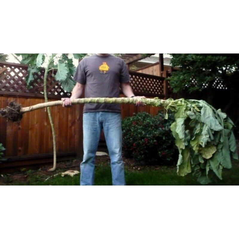 BIG Portuguese Walking Stick Cabbage Kale Tree Great for kids Edible Seeds Rare