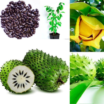 GROW OWN GUANABANA TREE CANCER REMEDY SOURSOP GRAVIOLA ANNAON MURICATA SEEDS