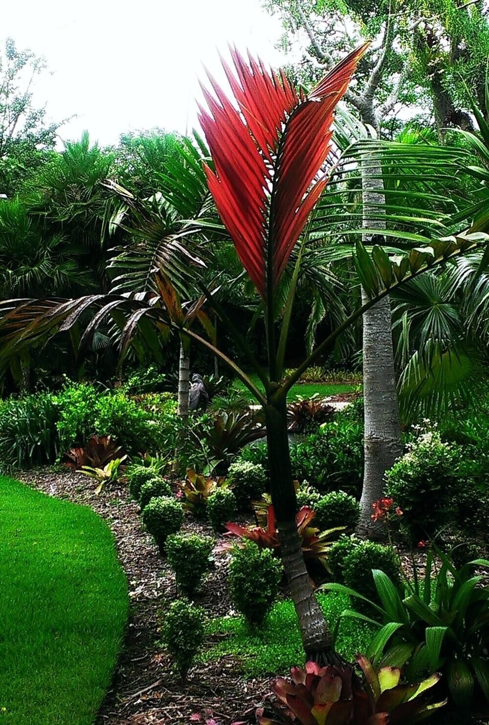 FLAME THROWER PALM Tree Seeds Chambeyronia macrocarpa Red Leaf Feather Plant