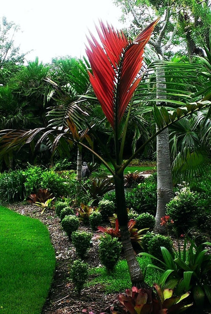 FLAME THROWER PALM Tree Seeds Chambeyronia macrocarpa Red Leaf Feather Plant