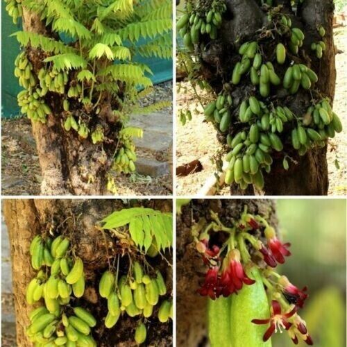 RARE Cucumber Pickle Tree Fruit SEEDS Averrhoa Bilimbi Sorrel Plant Edible