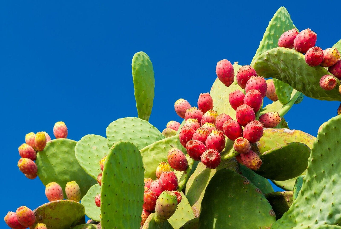 GROW YOUR OWN FRUIT Prickly Pear Cactus RARE SEEDS FIGS Cacti Edible opuntia