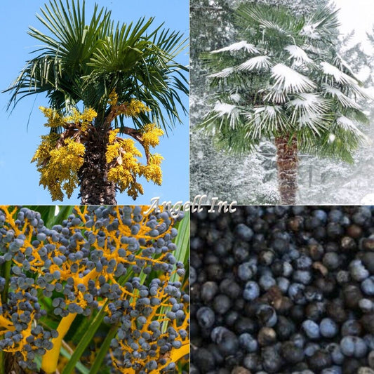 TRACHYCARPUS FORTUNEI  Palm Tree Seeds UK HARDY Grown in UK Windmill Palm Tree