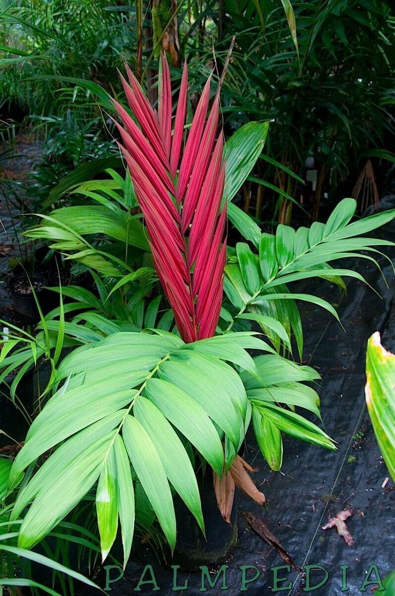 FLAME THROWER PALM Tree Seeds Chambeyronia macrocarpa Red Leaf Feather Plant