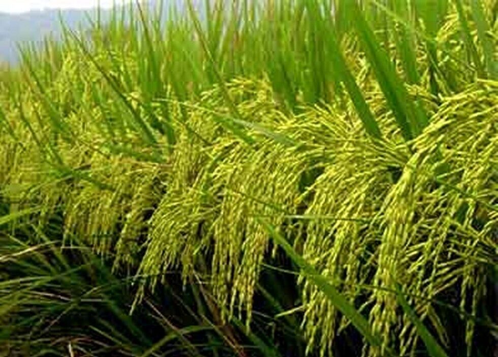 GROW YOUR OWN Thai White Jasmine Rice Plant Fresh SEEDS Organic Vegetable Grain