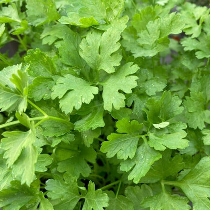 Vegetable Seeds Fresh Herbs Mixed Plants Easy Grow your Own Indoor Outdoor Fruit
