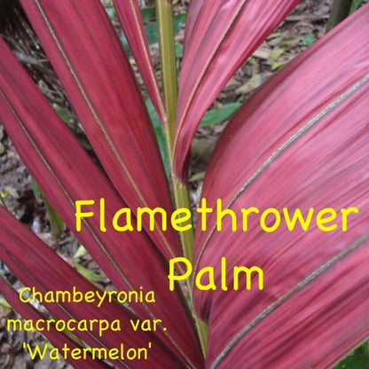 FLAME THROWER PALM Tree Seeds Chambeyronia macrocarpa Red Leaf Feather Plant