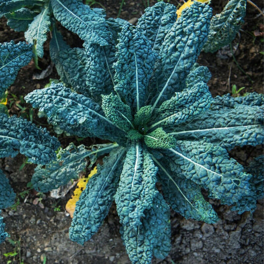 Easy Grow Your Own Kale Borecole Nero di Toscan Seeds Black Russian Vegetable