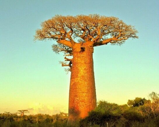 EXOTIC TREE OF LIFE SEEDS African Baobab Adansonia RARE TROPICAL PLANT BONSAI
