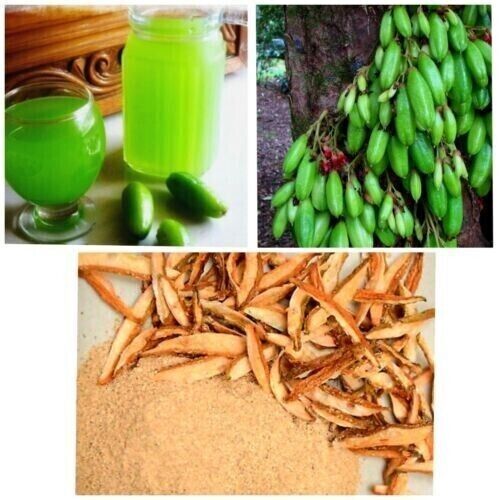 RARE Cucumber Pickle Tree Fruit SEEDS Averrhoa Bilimbi Sorrel Plant Edible