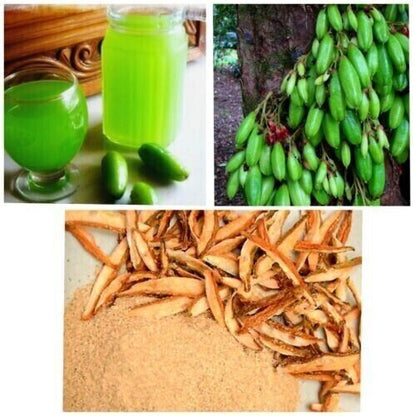 RARE Cucumber Pickle Tree Fruit SEEDS Averrhoa Bilimbi Sorrel Plant Edible