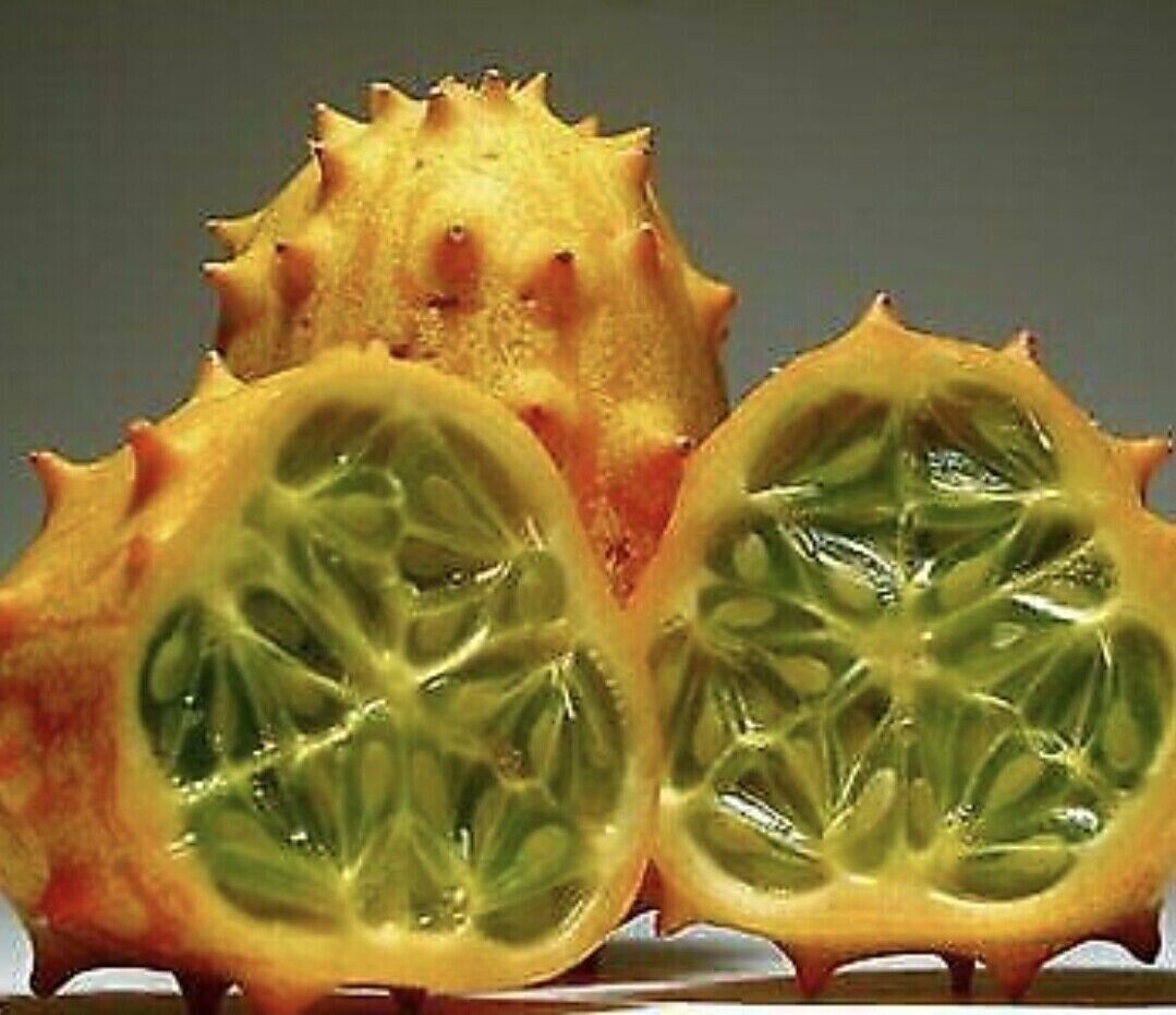 RARE AFRICAN HORNED CUCUMBER MELON KIWANO SEEDS TROPICAL FRUIT PLANT Cucumis