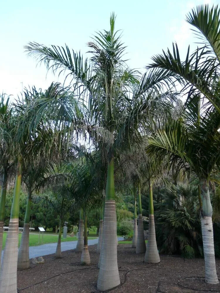 Rare SPINDLE BOTTLE PALM Seeds Seedling Hyophorbe verschaffeltii Tropical Exotic