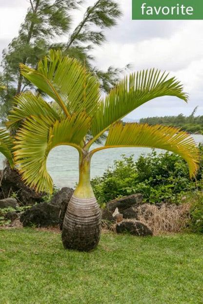 RARE Bottle Palm Tree Live Plant Seedling Or Grow Seeds  Hyophorbe Lagenicaulis