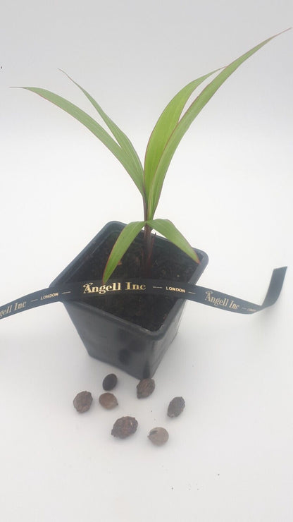 RARE Bottle Palm Tree Live Plant Seedling + Seeds  Hyophorbe Lagenicaulis Exotic