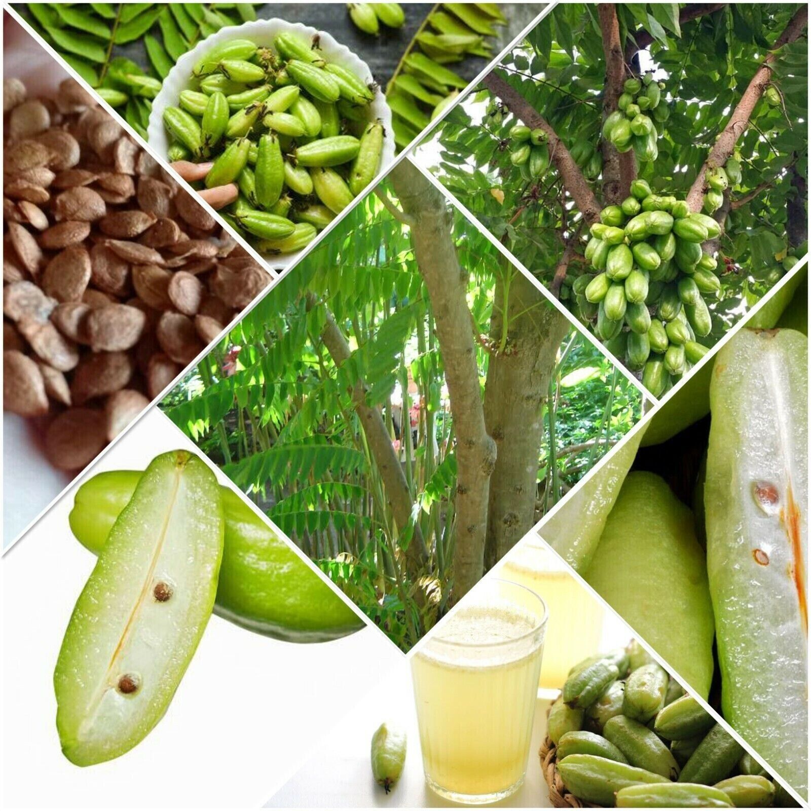 RARE Cucumber Pickle Tree Fruit SEEDS Averrhoa Bilimbi Sorrel Plant Edible
