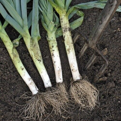 Vegetable Seeds Fresh Herbs Mixed Plants Easy Grow your Own Indoor Outdoor Fruit