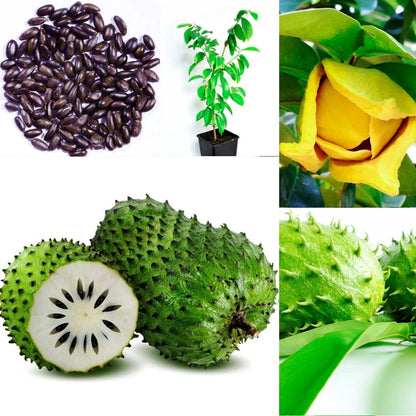 GROW TROPICAL FRUIT TREE PLANT SEEDS GUANABANA SOURSOP ANNONA MURICATA GRAVIOLA