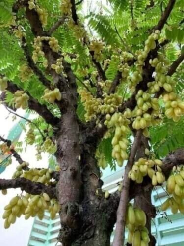 RARE Cucumber Pickle Tree Fruit SEEDS Averrhoa Bilimbi Sorrel Plant Edible
