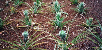 PINEAPPLE SEEDS VERY RARE FRESH Grow your own EDIBLE Fruit tree plant Houseplant