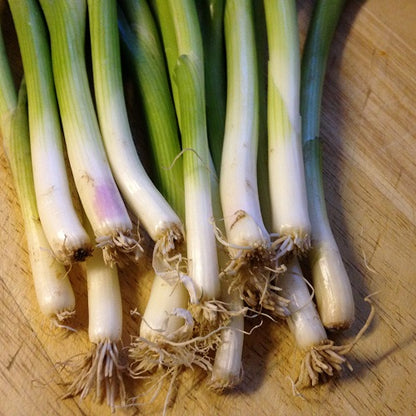 Grow Your Own Salad Spring Onion Ramrod Seeds Fresh Vegetables Herbs