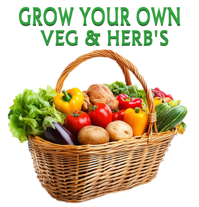 Vegetable Seeds Fresh Herbs Mixed Plants Easy Grow your Own Indoor Outdoor Fruit