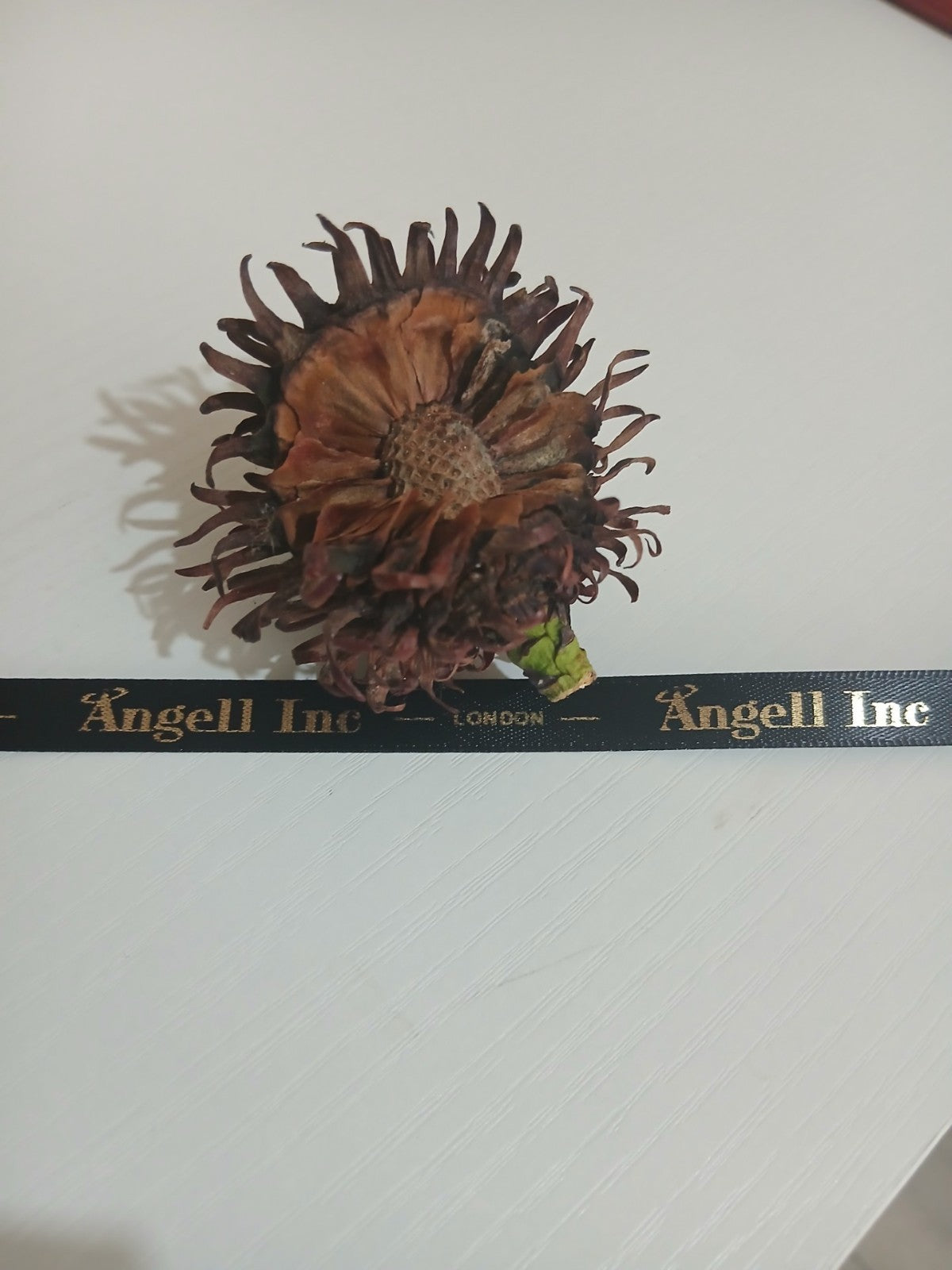 Wollemi Pine cone with seeds – Wollemia nobilis rare Jurassic tree