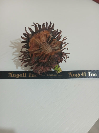 Wollemi Pine cone with seeds – Wollemia nobilis rare Jurassic tree