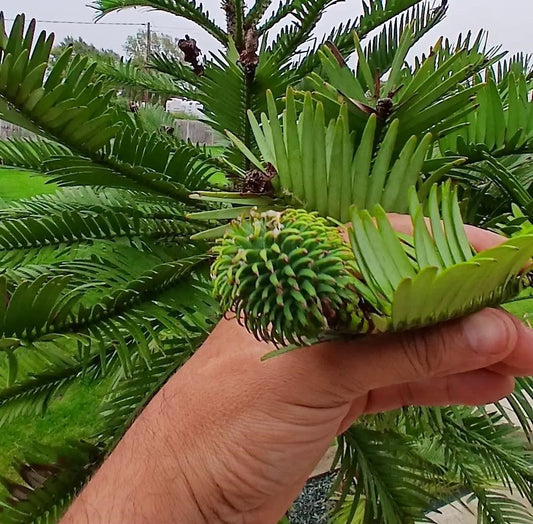 Wollemi Pine cone with seeds – Wollemia nobilis rare Jurassic tree