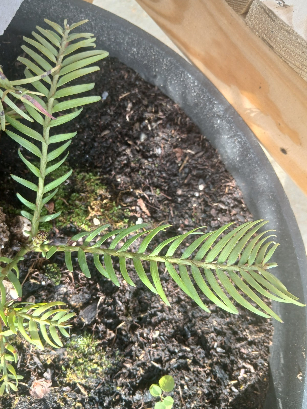 Potted plant with green leaves on a wooden surface