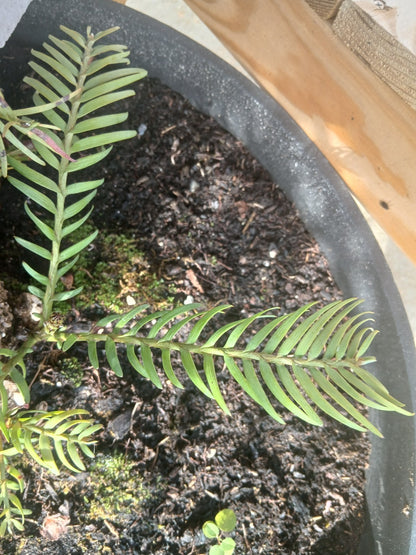 Potted plant with green leaves on a wooden surface