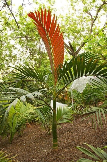 Flame Thrower Palm seeds (Chambeyronia macrocarpa) for UK greenhouse